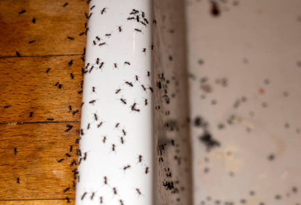 Pest Control Cost in Marlboro Meadows, MD